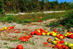Tomaten in overvloed